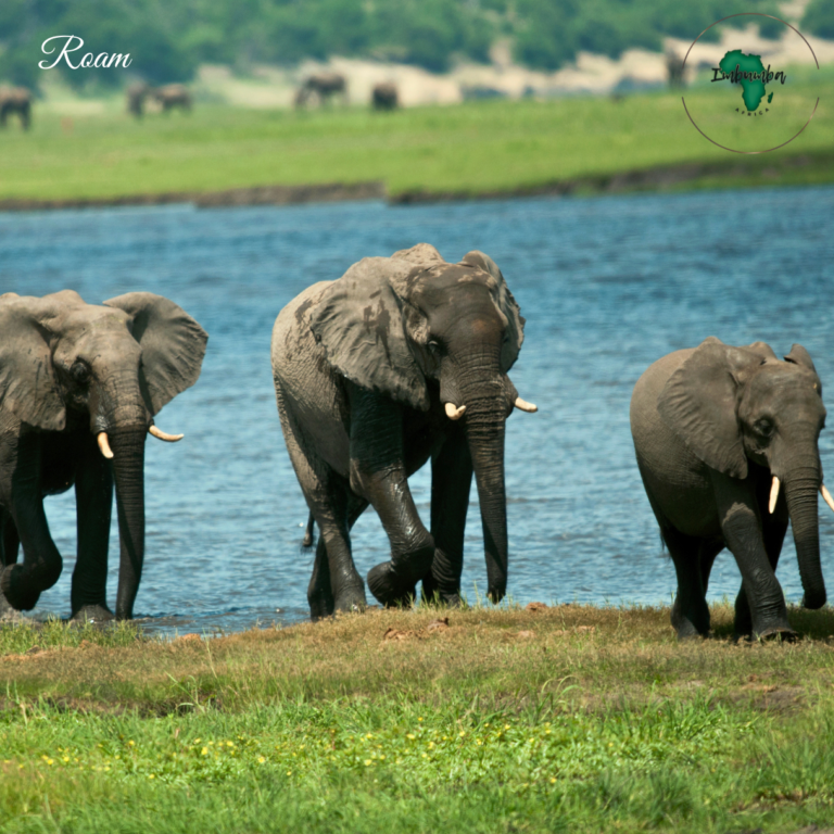Roam - Imbumba Africa