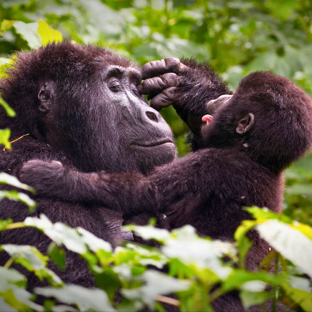 Uganda