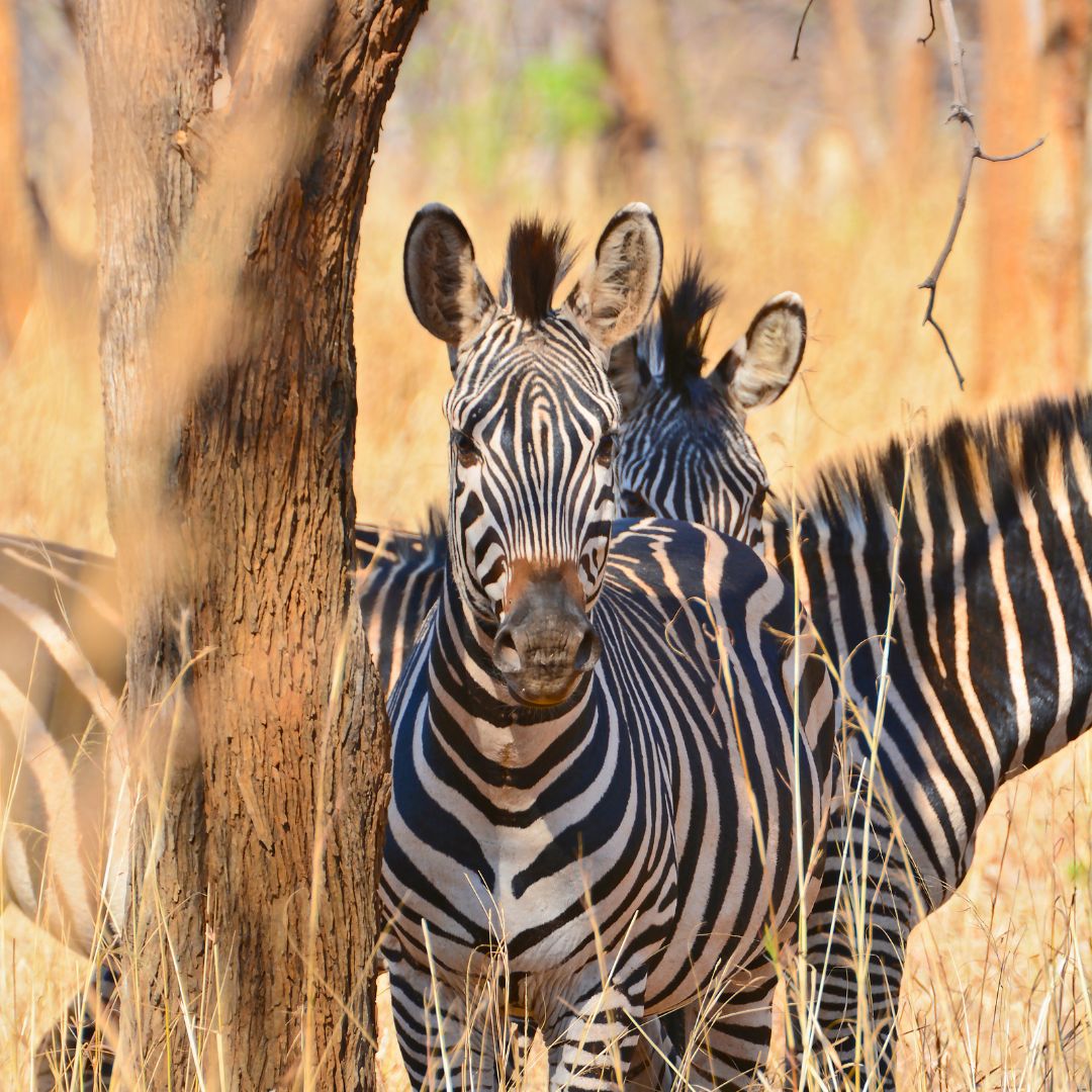 Zambia 